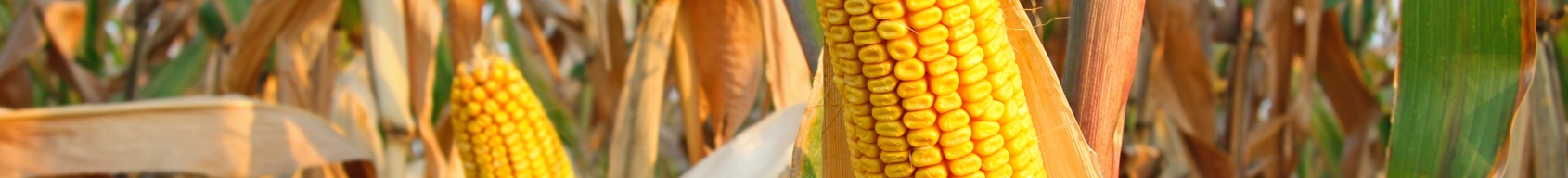 A field of ripe corn.