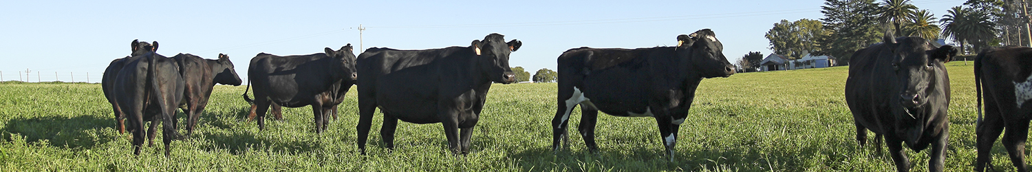 Cows, facing to the right, in a pasture grazing.
