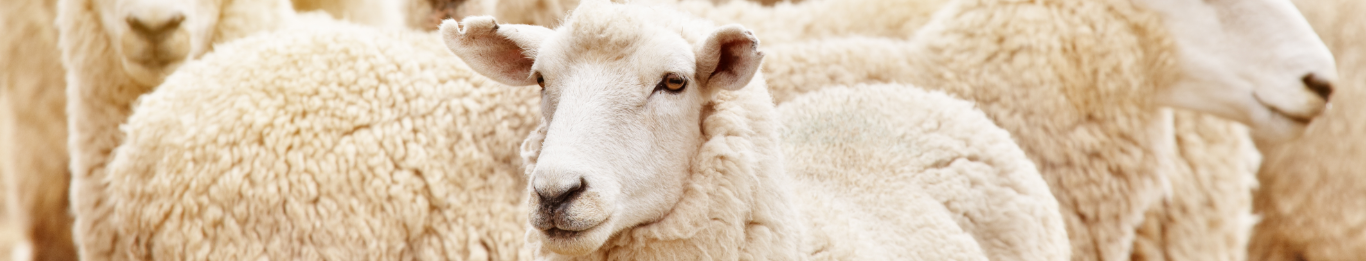 Sheep