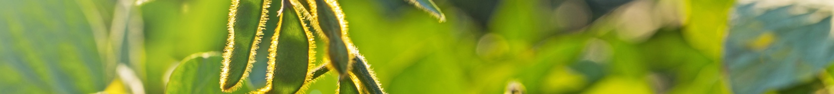 A closeup of a field of soybeans, with the suns lighting from behind.