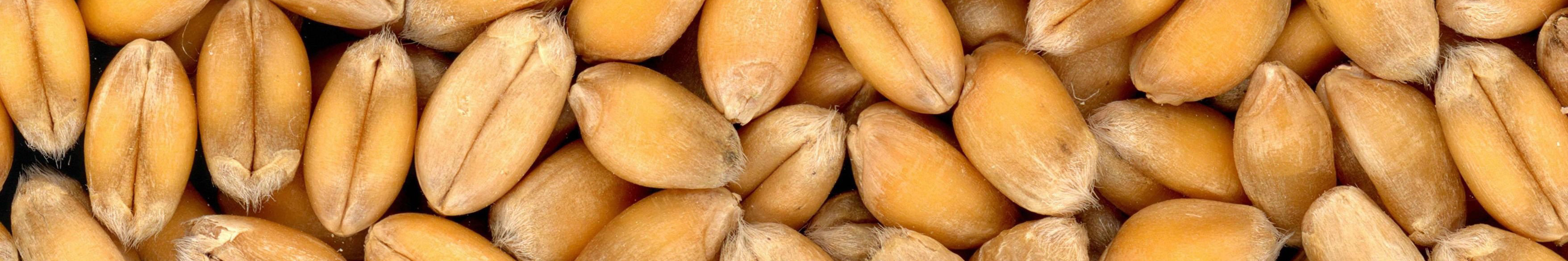 A photo of a pile of wheat grain with a macroscopic lense.
