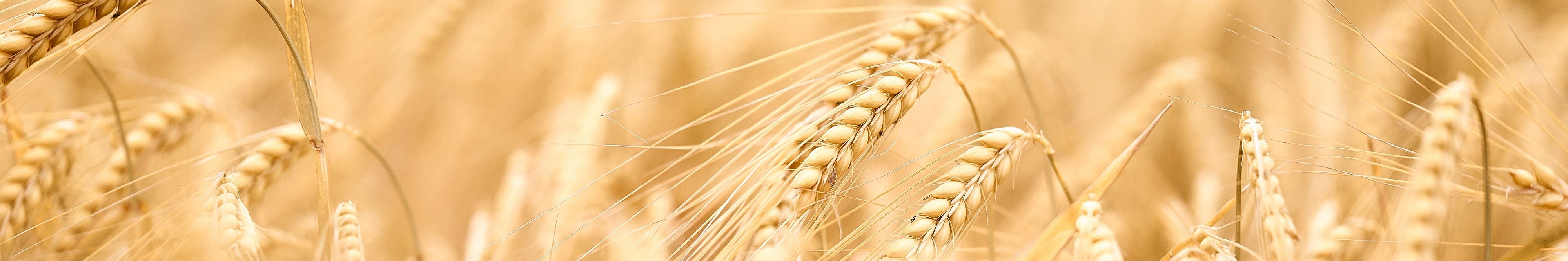 A field of wheat
