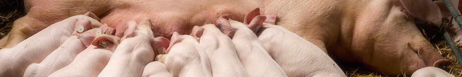 A bunch of piglets feeding off of a sow.