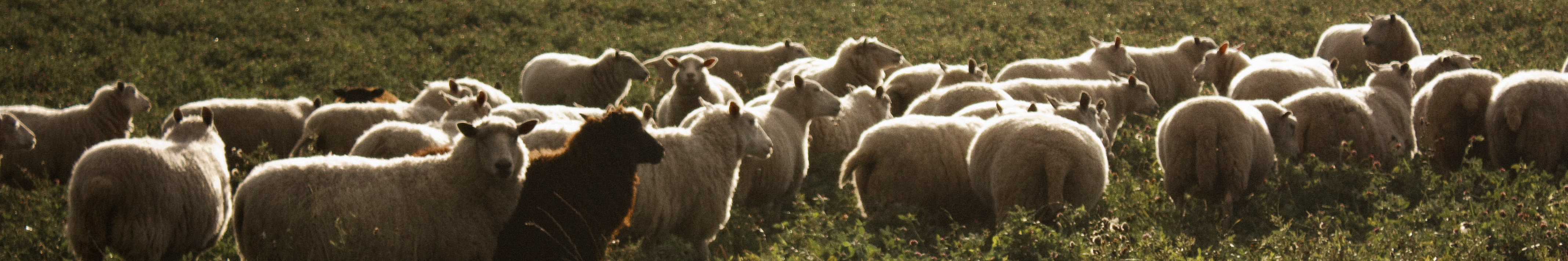 Sheep in a pasture.