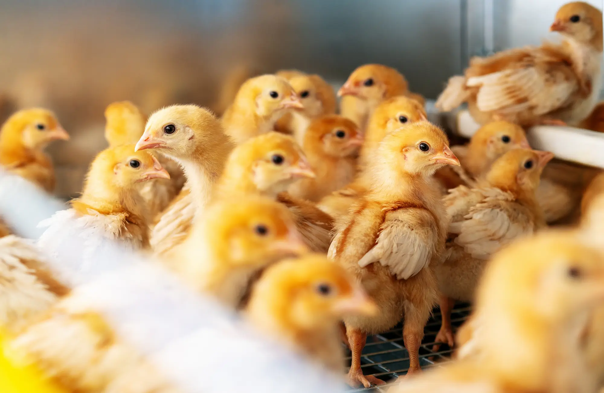 A bunch of chicks in a incubation chamber.